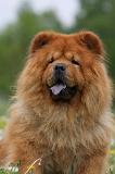 CHOW CHOW 475